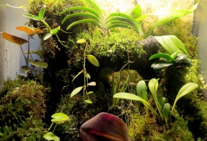 Dendrobium Terrarium