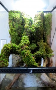 Terrarium Hardscape